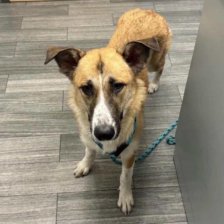 An adult medium-sized female Mixed Breed dog named Anita for adoption in Jacksonville, FL