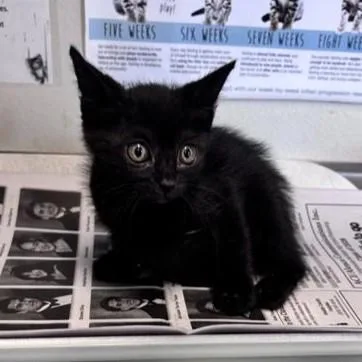 A baby small-sized male Domestic Short Hair cat named Cruz for adoption in San Antonio, TX