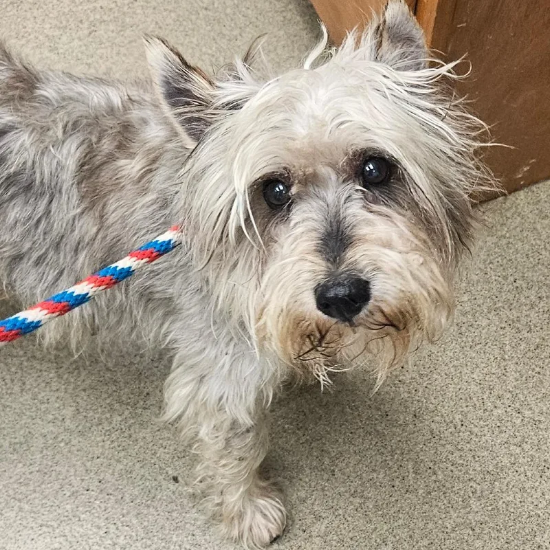 A senior small-sized male Gray / Blue / Silver Miniature Schnauzer dog named Steel for adoption in Birdsboro, PA