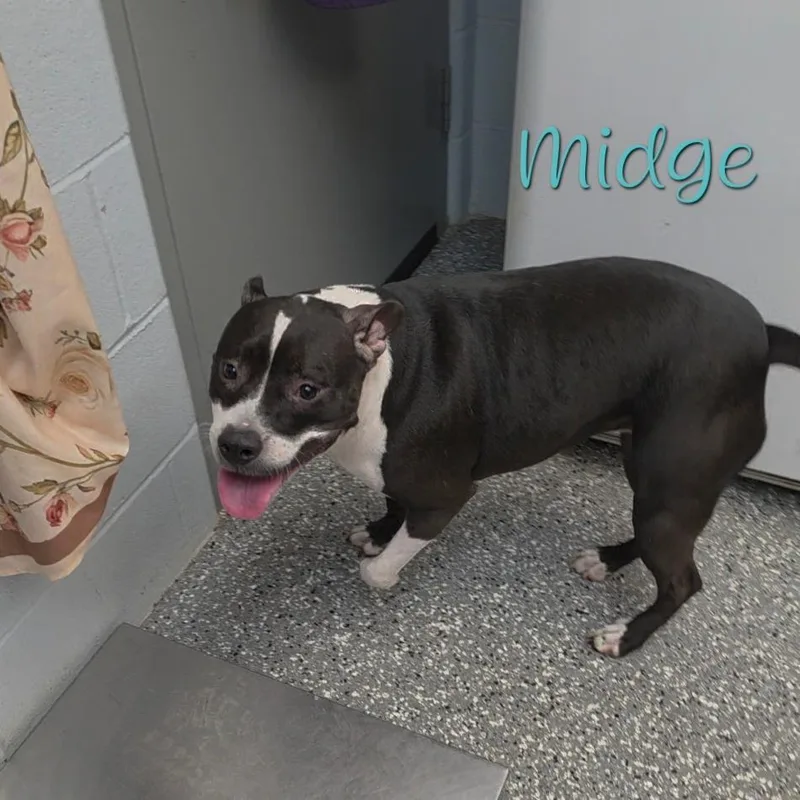 An adult medium-sized female Black Pit Bull Terrier dog named Midge for adoption in Parkersburg, WV