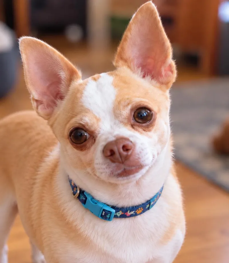 Tater Tot thumbnail 2