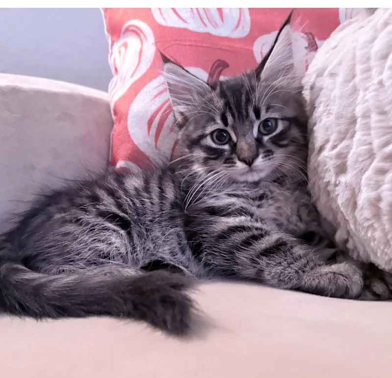 A baby medium-sized male Domestic Long Hair cat named Romeo for adoption in Chandler, AZ