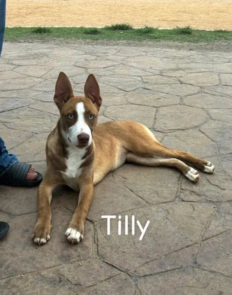 Tilly thumbnail 2