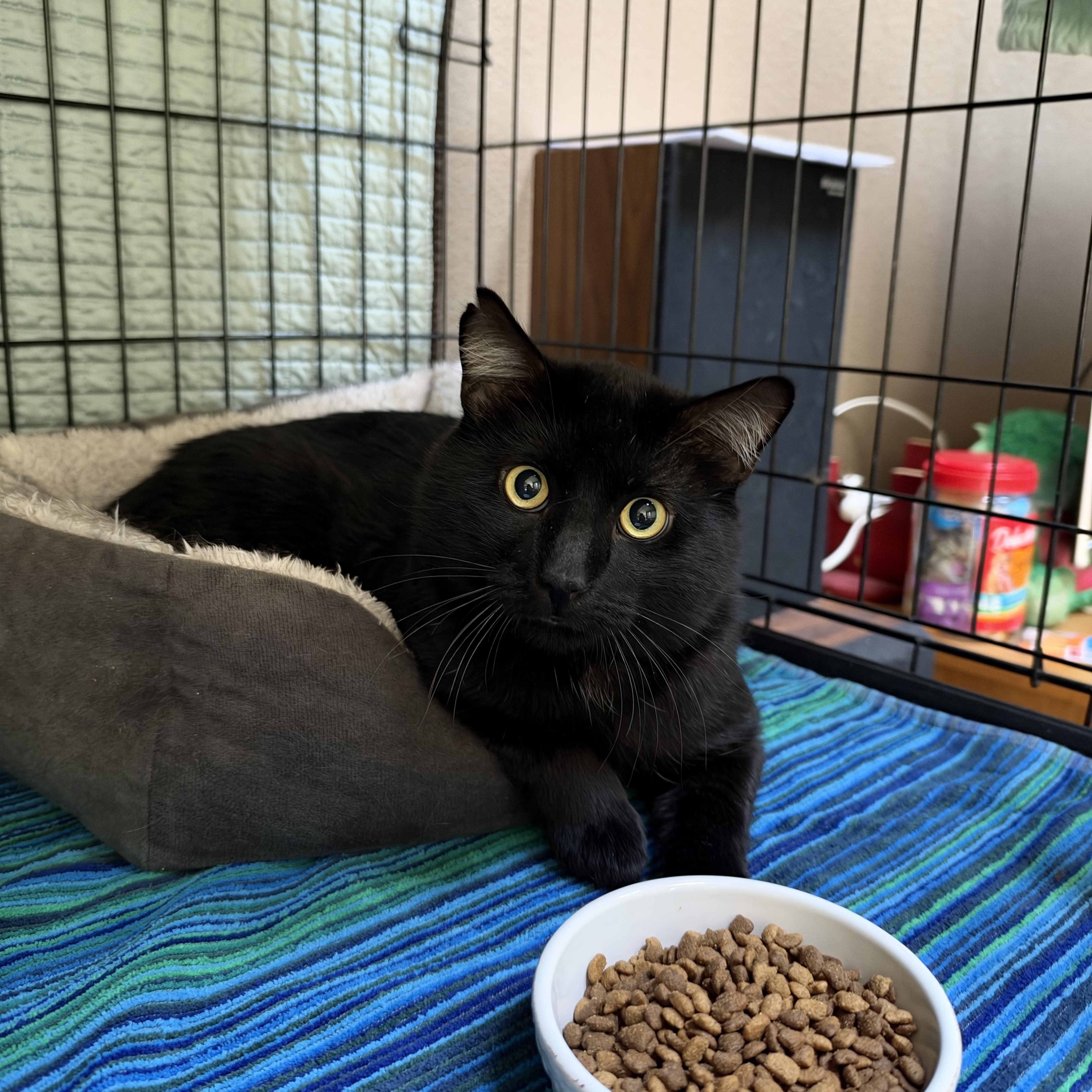 A young medium-sized male Black Domestic Short Hair cat named Guinness for adoption in Wheat Ridge, CO