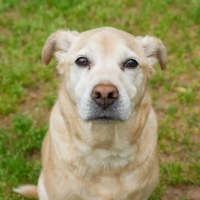 A senior large-sized female Yellow / Tan / Blond / Fawn Labrador Retriever dog named Zoe for adoption in Aiken, SC