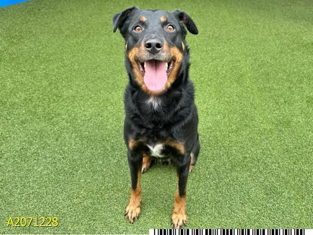 An adult medium-sized male Mixed Breed dog named Oliver for adoption in West Palm Beach, FL