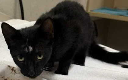 An adult small-sized female Domestic Short Hair cat named Eva for adoption in Honolulu, HI