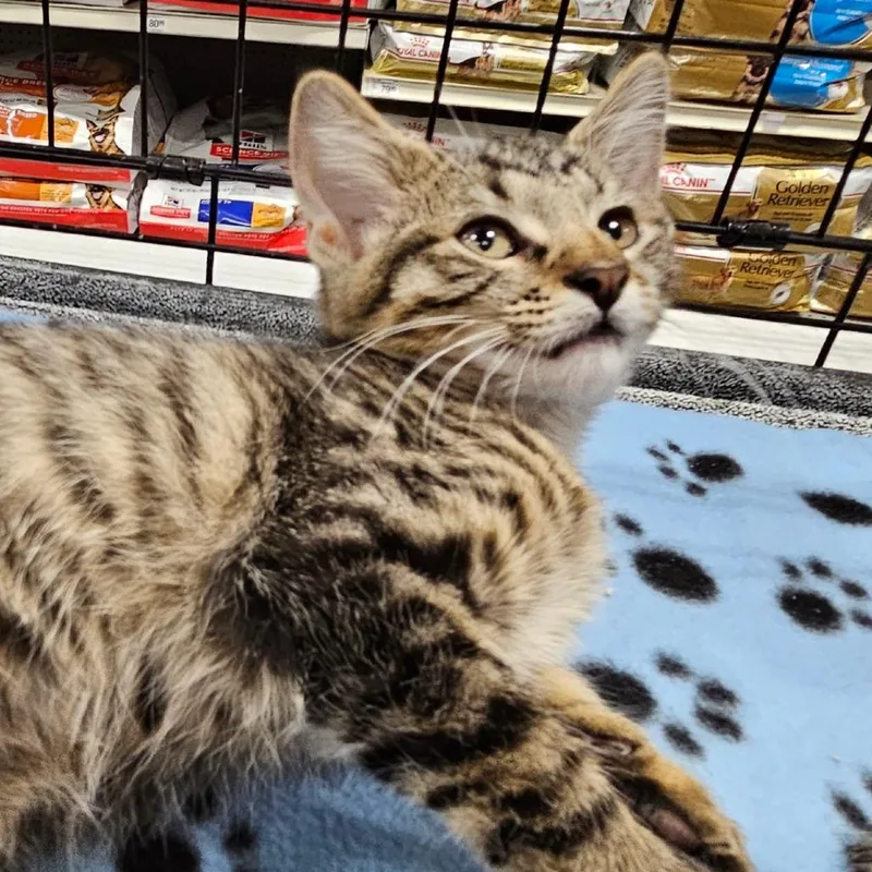 A young medium-sized female Brown / Chocolate Domestic Short Hair cat named Zip for adoption in Springfield, IL