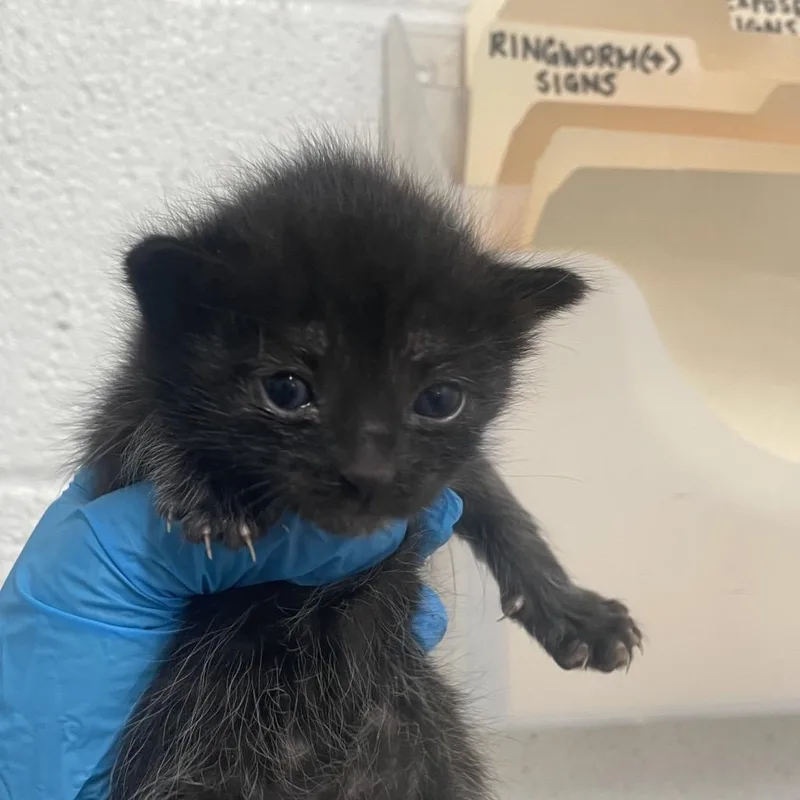 A baby small-sized female Black Domestic Short Hair cat named Zorai Z for adoption in Edinburg, TX