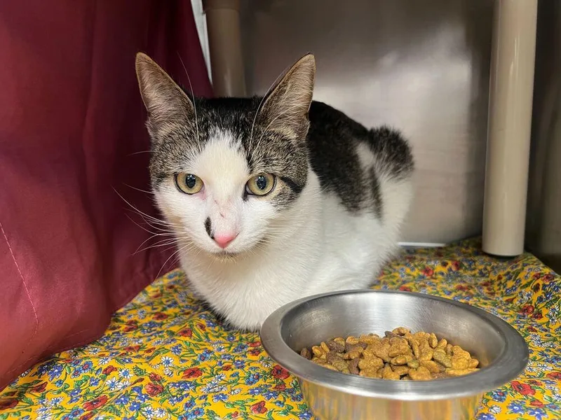 An adult medium-sized male Gray & White Domestic Short Hair cat named Emmett for adoption in Bowling Green, OH