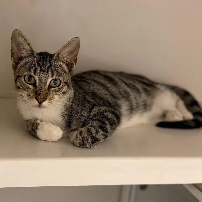 A young medium-sized male Black Domestic Short Hair cat named Peanut for adoption in Sarasota, FL