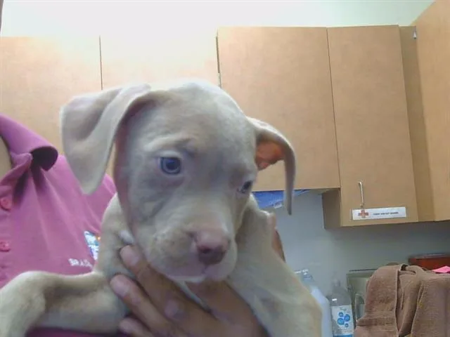 A baby small-sized male Pit Bull Terrier dog named Blue for adoption in Sacramento, CA