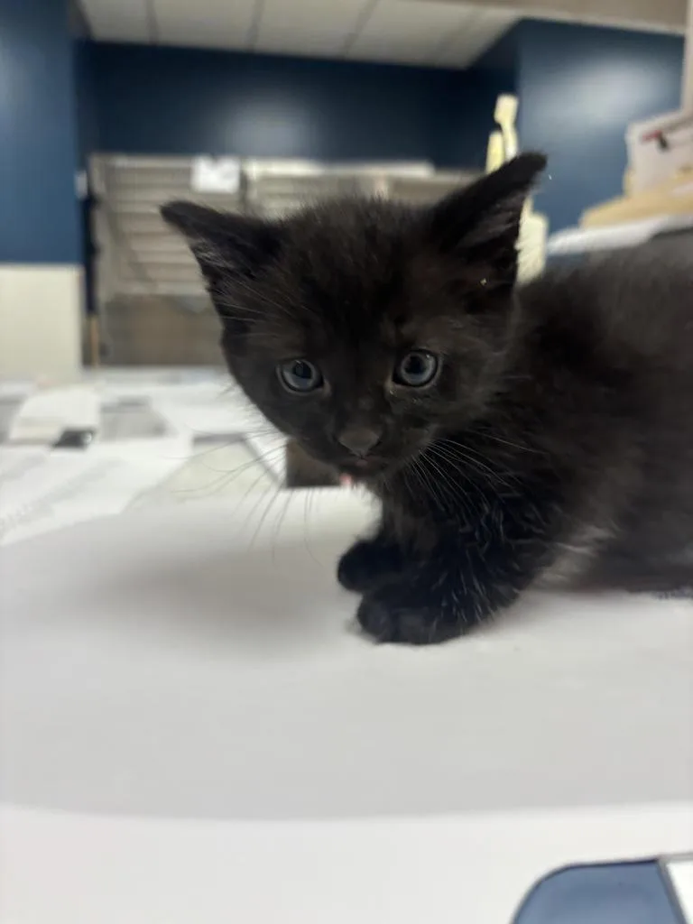 A baby small-sized male Domestic Short Hair cat named Ross for adoption in Greenfield, IN