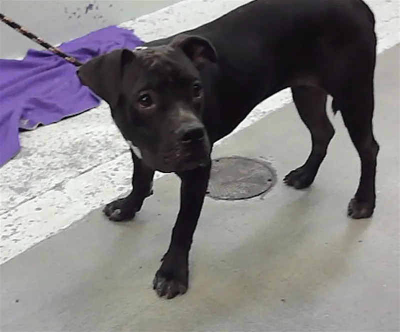 A young medium-sized female Staffordshire Bull Terrier dog named Magda for adoption in Houston, TX
