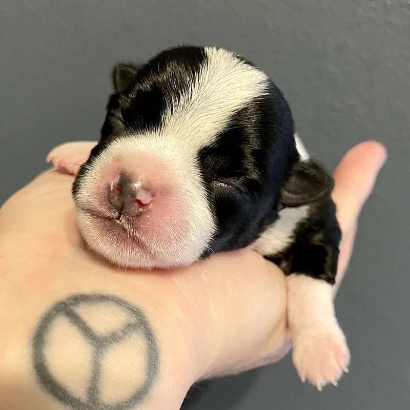 A baby small-sized male Terrier dog named Mickey for adoption in Durango, CO
