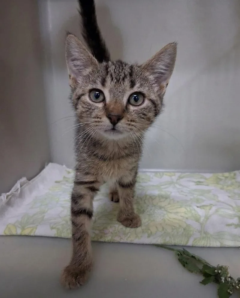 A baby small-sized female Tabby (Brown / Chocolate) Domestic Short Hair cat named Brie for adoption in Westfield, WI