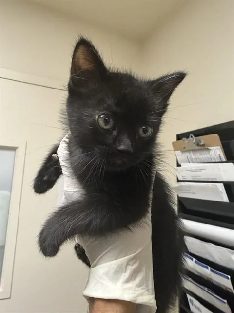 A baby small-sized male Domestic Short Hair cat named Petey for adoption in Riverside, CA