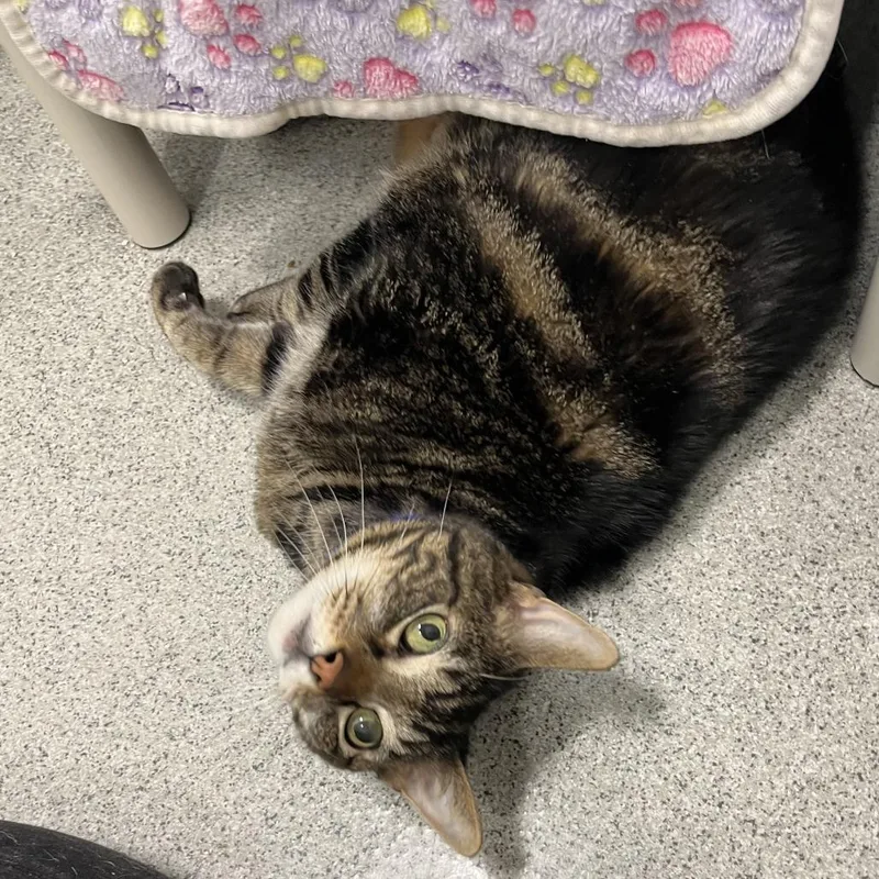 A senior extra large-sized male Brown / Chocolate Domestic Short Hair cat named Xerxes for adoption in Chicago, IL