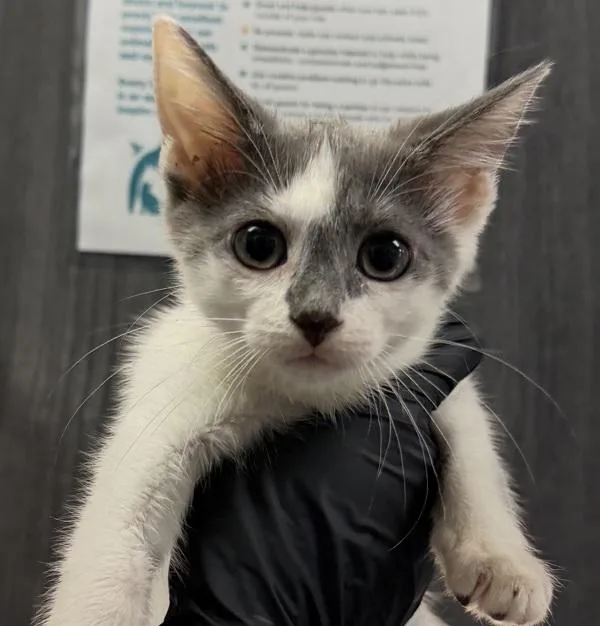 A baby small-sized female Domestic Short Hair cat named Bunny for adoption in San Diego, CA