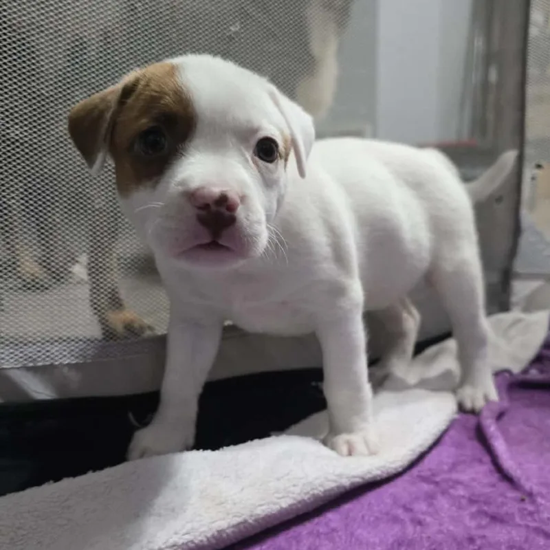 A baby medium-sized female White / Cream Mixed Breed dog named Morgen for adoption in Olathe, KS