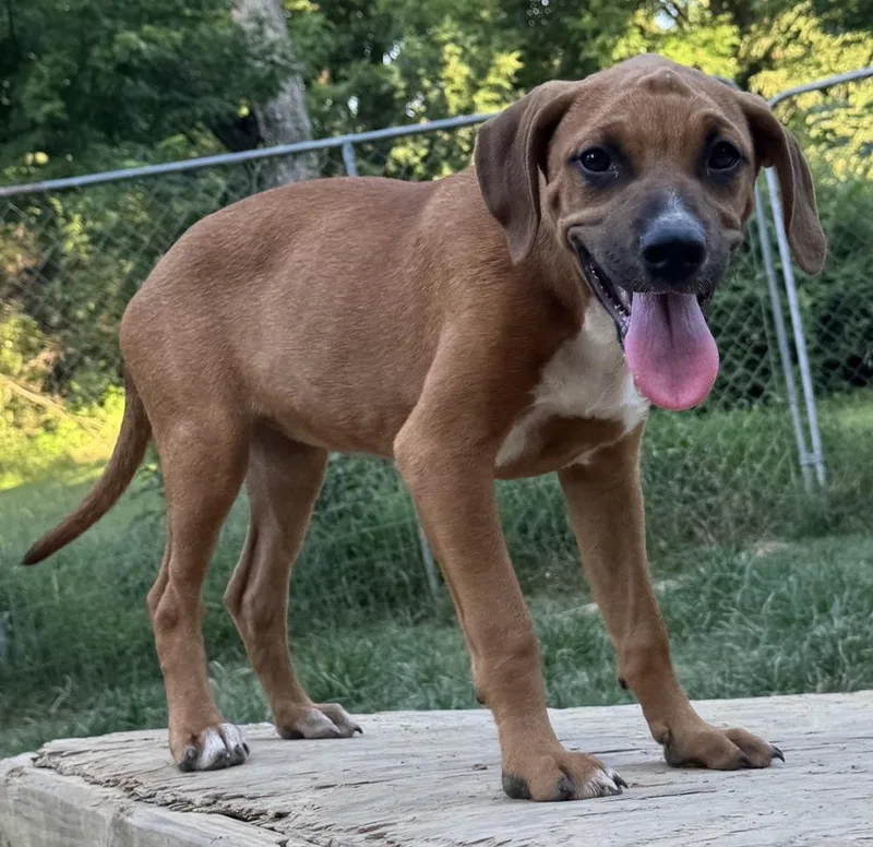 Ruby hound litter