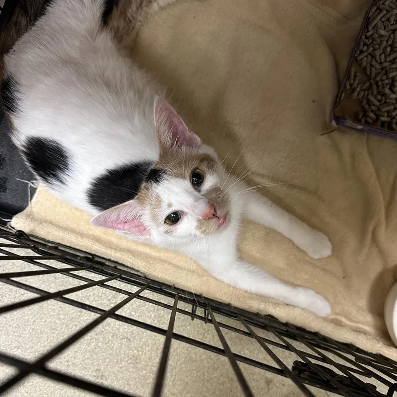 An adult medium-sized female Calico Domestic Short Hair cat named Hopscotch for adoption in Hamburg, NY