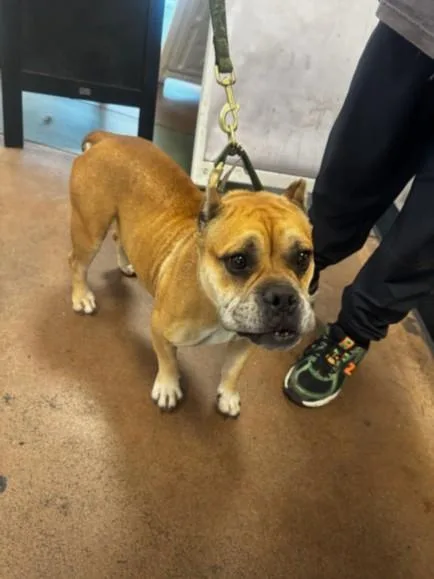 An adult medium-sized female American Bulldog dog named Princess Peach for adoption in Van Nuys, CA