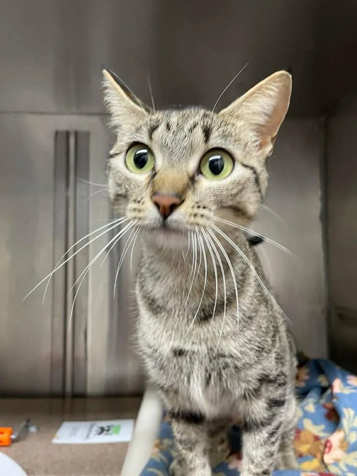 An adult medium-sized female Domestic Short Hair cat named Bennett for adoption in Stillwater, OK