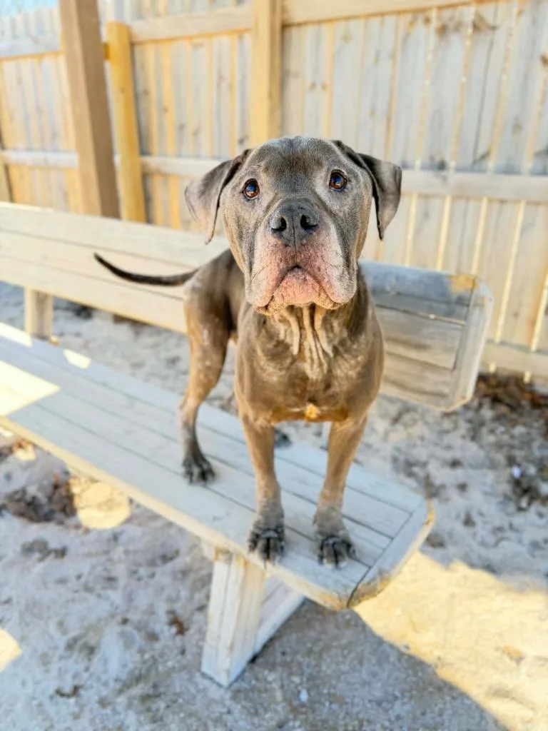An adult medium-sized male Mixed Breed dog named Mojo Ozzy for adoption in Muskegon, MI