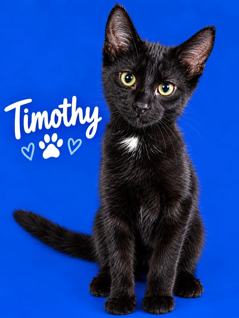 Timothy thumbnail 3