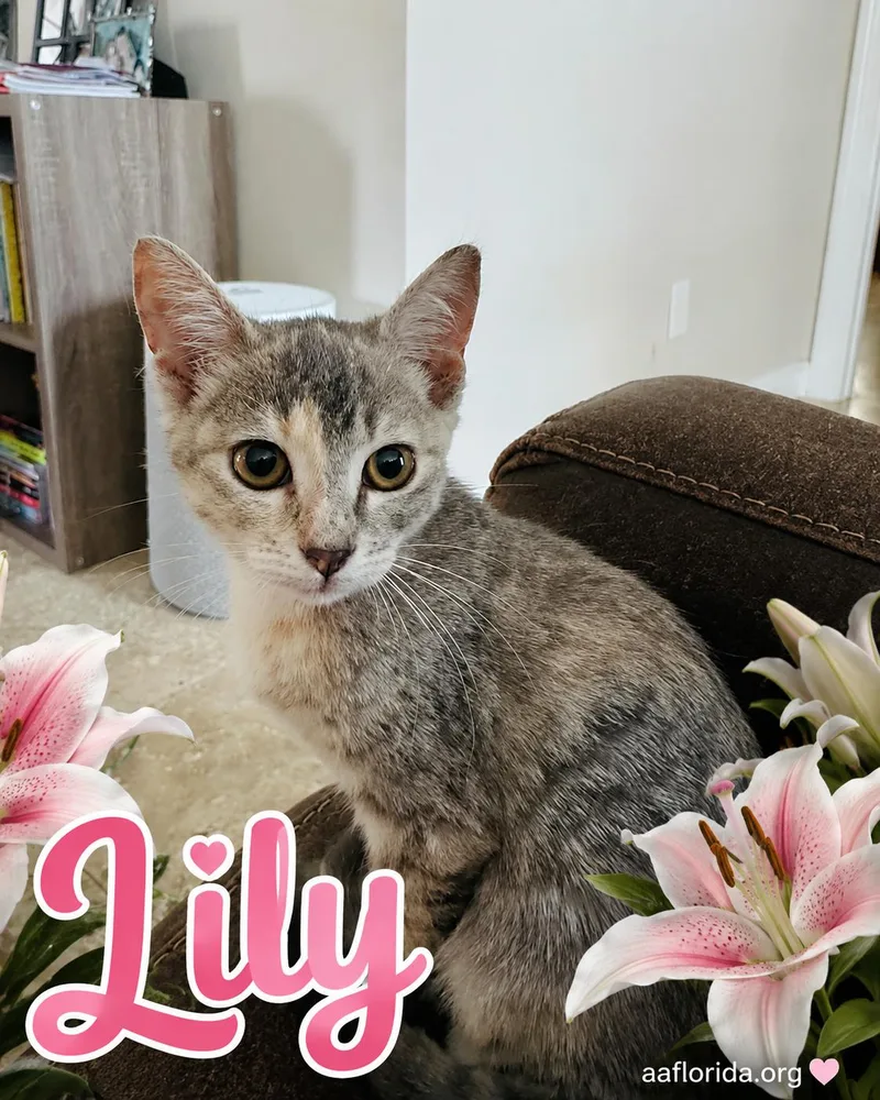 A young medium-sized female Gray / Blue / Silver Calico cat named Lily for adoption in Pensacola, FL