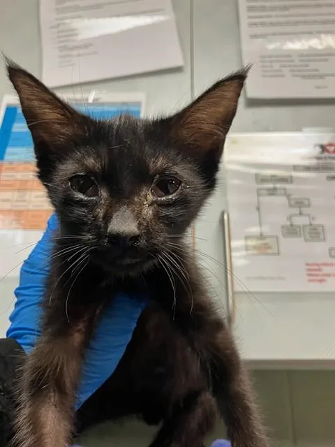 A baby small-sized male Domestic Short Hair cat named Trevor for adoption in Jacksonville, FL
