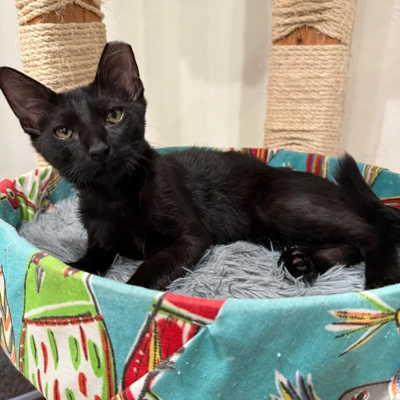 A young small-sized male Black Domestic Short Hair cat named Huey for adoption in Bountiful, UT