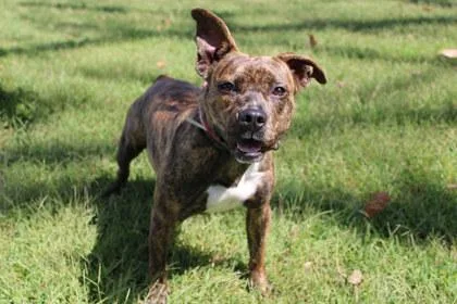Prue