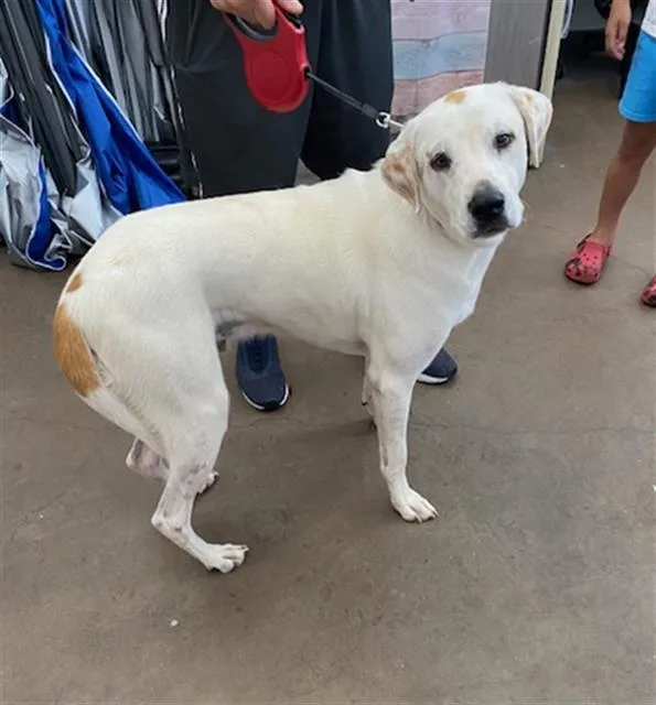 A young large-sized male Mixed Breed dog named Hawk for adoption in Dallas, TX