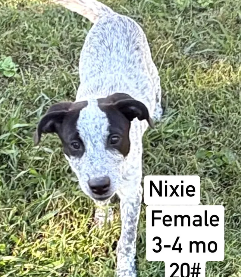 A baby medium-sized female German Shorthaired Pointer dog named NixieAvailble www.lhar.dog to apply for adoption in Frederick, MD