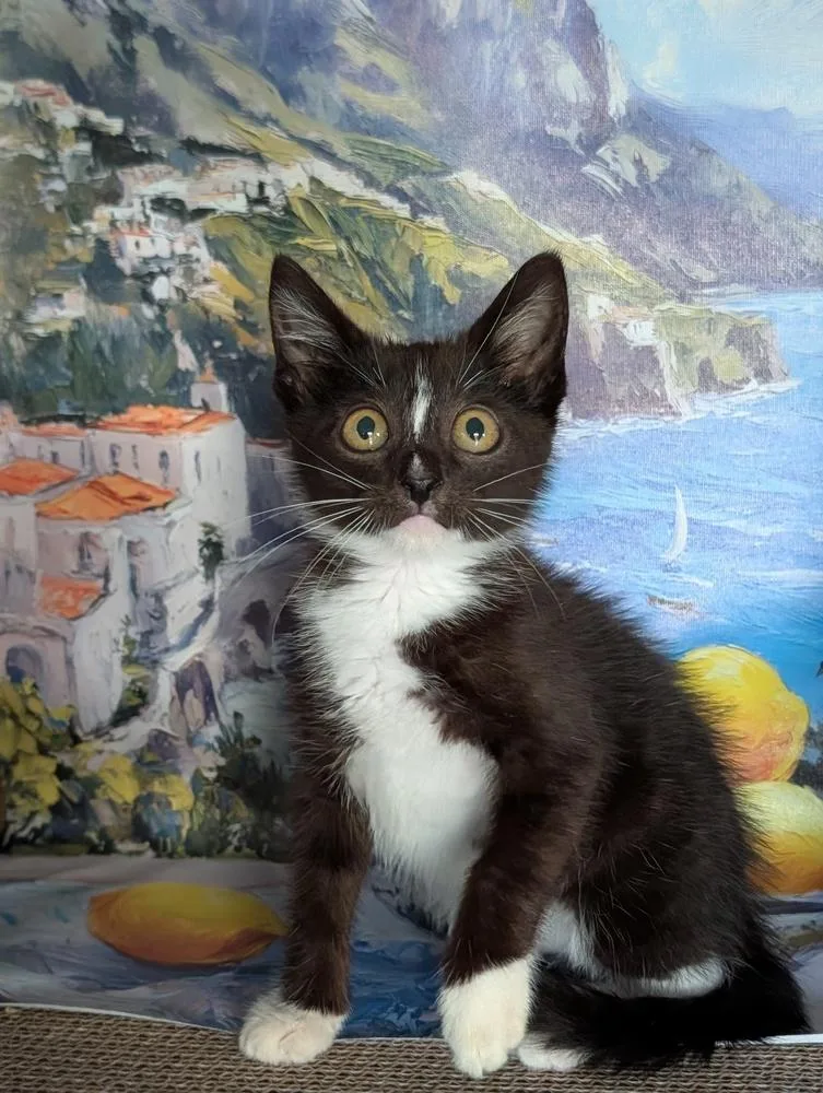 A baby small-sized male Black & White / Tuxedo Domestic Short Hair cat named Max for adoption in Fremont, CA