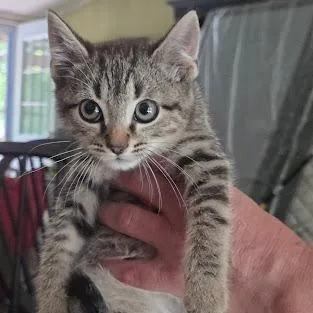 A baby small-sized male American Shorthair cat named Whiskey for adoption in Danbury, CT