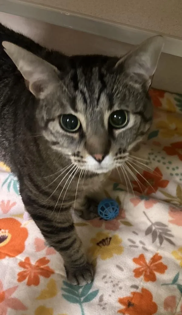 An adult medium-sized male Domestic Short Hair cat named Marmaduke for adoption in Silverdale, WA