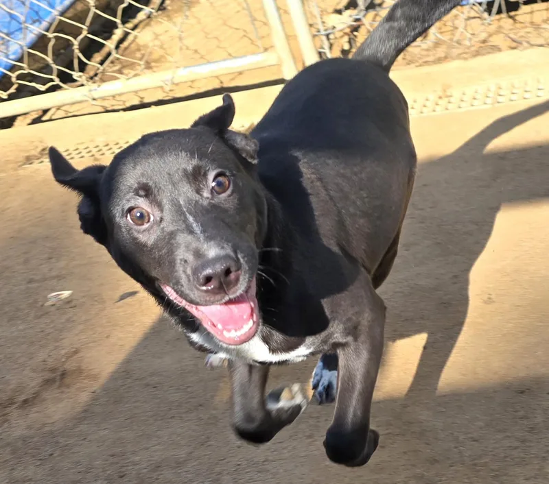 A young medium-sized male Black Border Collie dog named Macaroni for adoption in Athens, AL