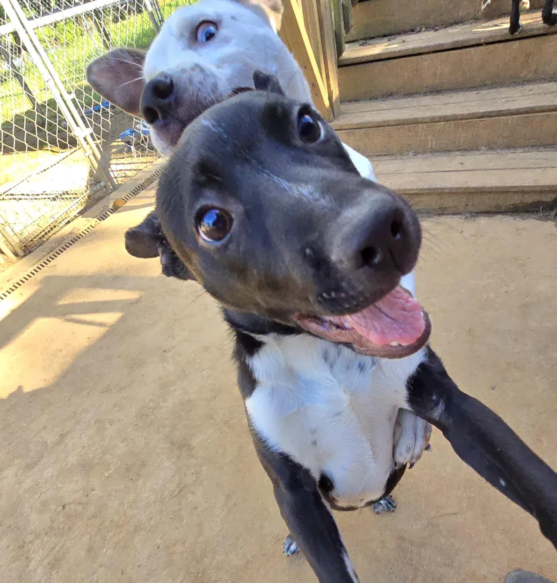 Macaroni thumbnail 2