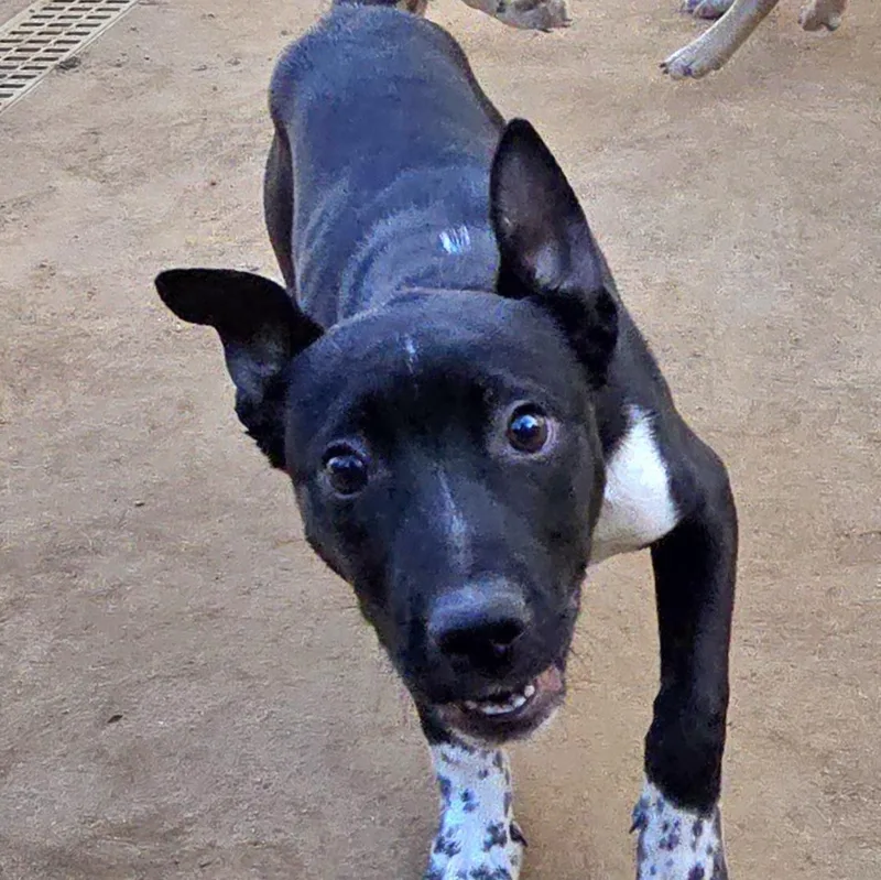 Macaroni thumbnail 6