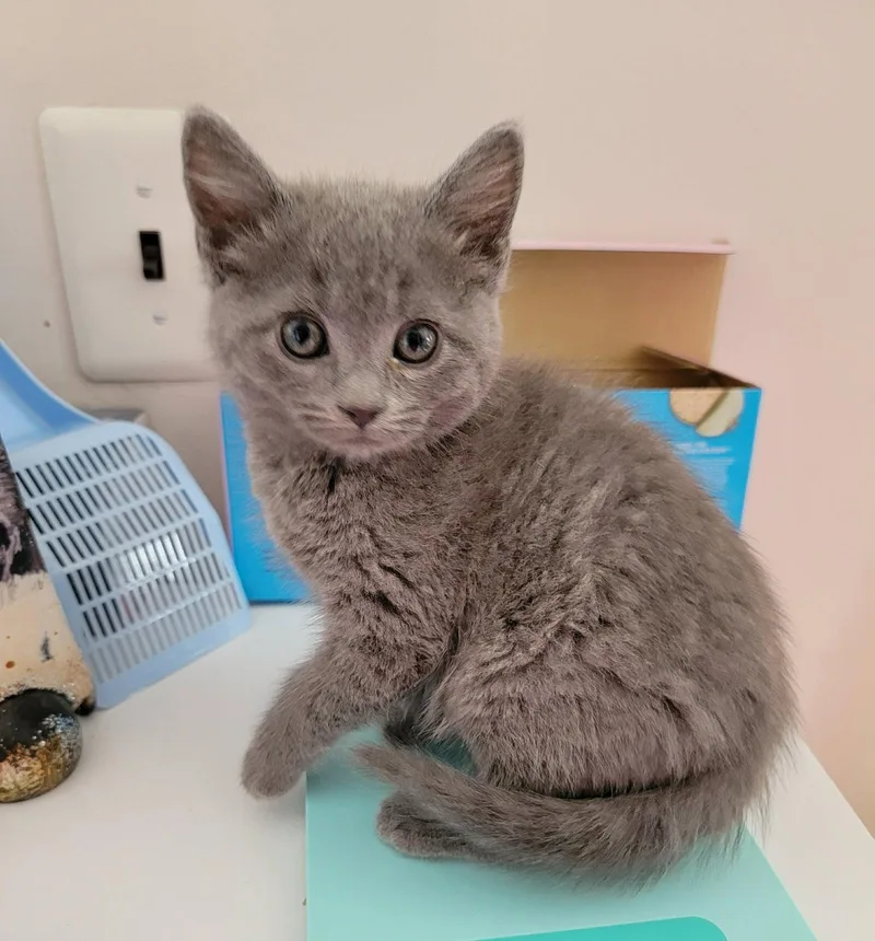 A baby medium-sized female Gray / Blue / Silver Domestic Short Hair cat named Ruth for adoption in Holbrook, NY