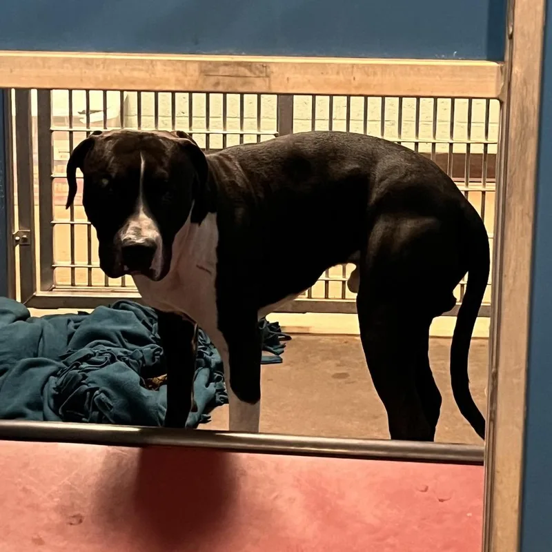 An adult large-sized male Black Mixed Breed dog named Gelato for adoption in Flagstaff, AZ