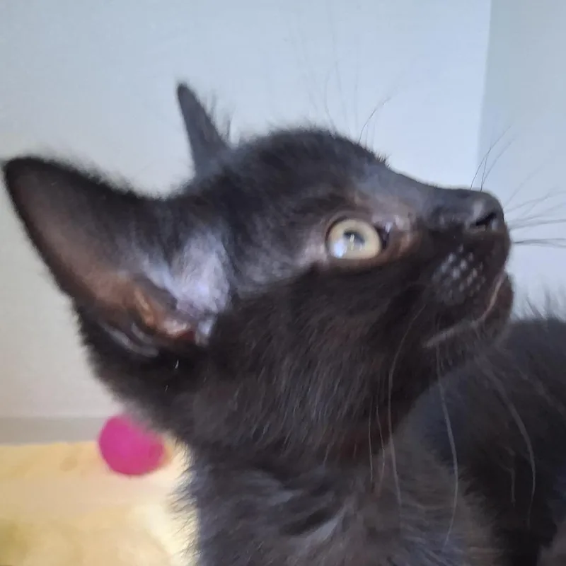 A baby small-sized female Black Domestic Short Hair cat named Salem for adoption in Redwood City, CA