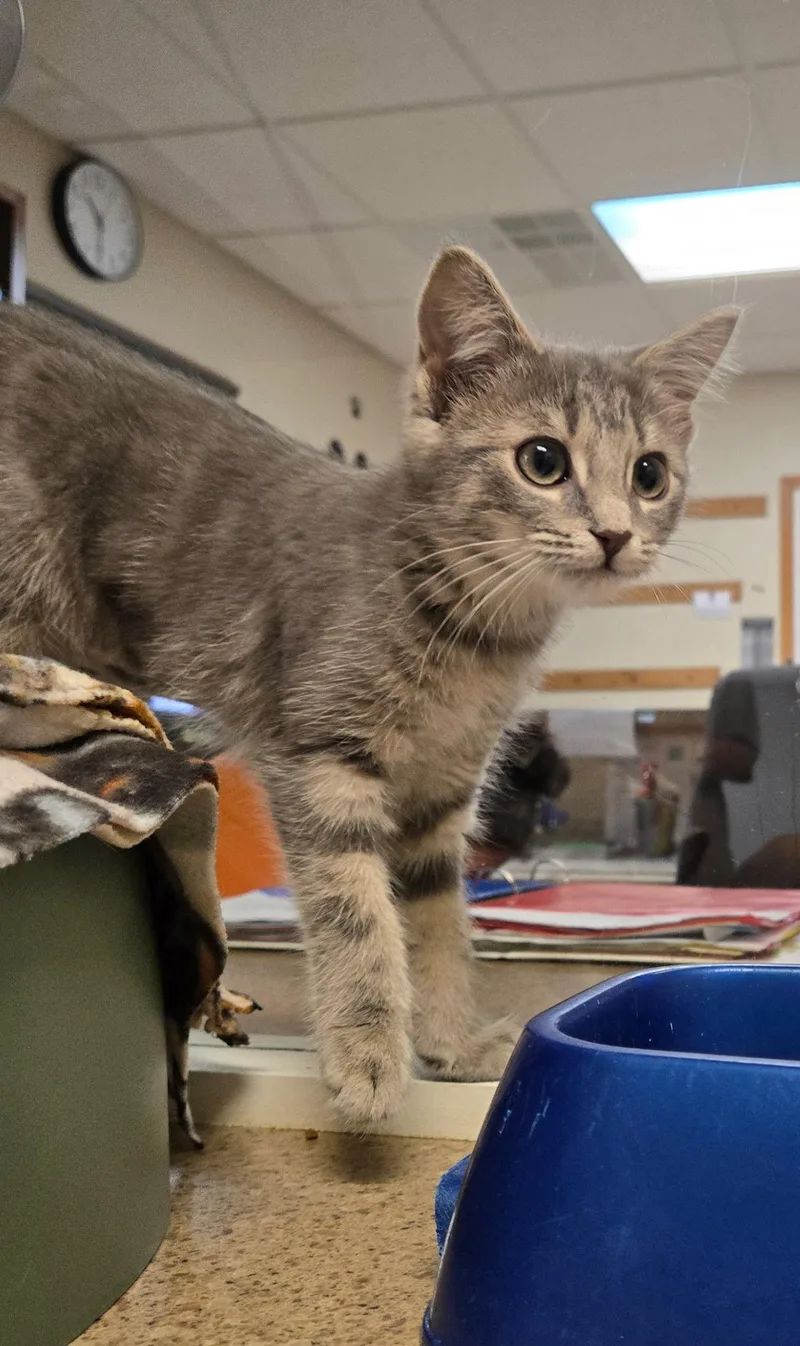 A baby medium-sized female Tabby (Gray / Blue / Silver) Domestic Short Hair cat named Nibbles for adoption in West Branch, MI