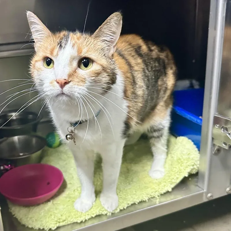 A senior medium-sized female Calico Domestic Short Hair cat named Freta Ci for adoption in Union, MO