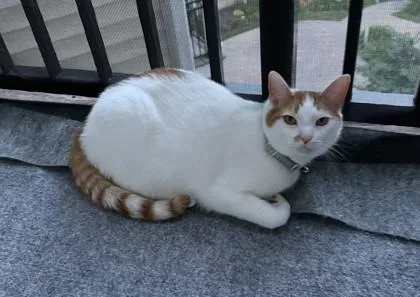 Ginger