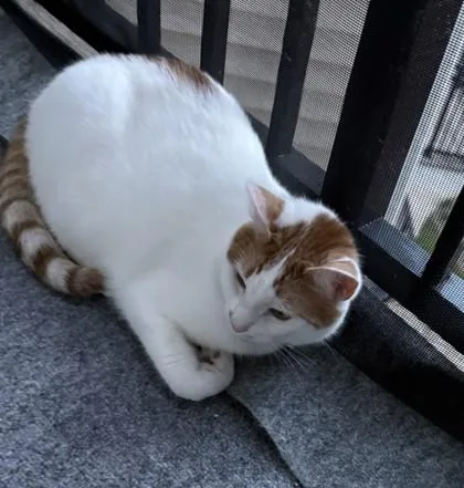 Ginger thumbnail 2