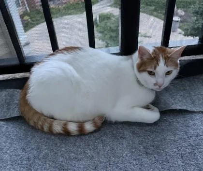 Ginger thumbnail 3